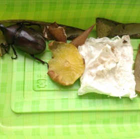 カブトムシ物語　序章