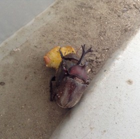 カブトムシ物語　奇跡