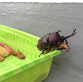 カブトムシ物語　終章