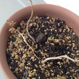 カブトムシ物語　別れ